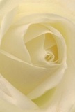 Drawn close into the center of a cream-white rose, the image transports you into its gentle embrace, as if nestled among the petals yourself, while soft Oxted daylight enhances every delicate swirl. The spiraling form of each petal unfurls with serene poise, their surfaces luminous and translucent like the morning mist drifting through Master Park. Subtle shadows trace each curve, deepening the sense of depth and calm. Throughout, the mood is peaceful and contemplative-the kind that pairs perfectly with thoughtful sentiments or new beginnings celebrated across the Oxted area. The rose here isn't only a visual centerpiece, but a symbol crafted with care by local florists, its quiet fragrance reminiscent of spring air and new hope. This detailed perspective not only celebrates the exquisite beauty of the bloom, but honors the gentle artistry behind every bouquet arranged and delivered for Oxted's special moments-a union of tenderness, craft, and heartfelt intention.